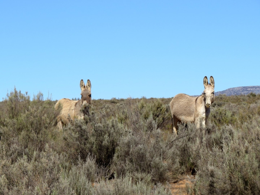 Commercial Property for Sale in Montagu Rural Western Cape